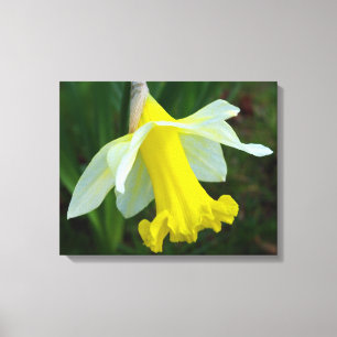 La jonquille jaune a enveloppé la copie de toile