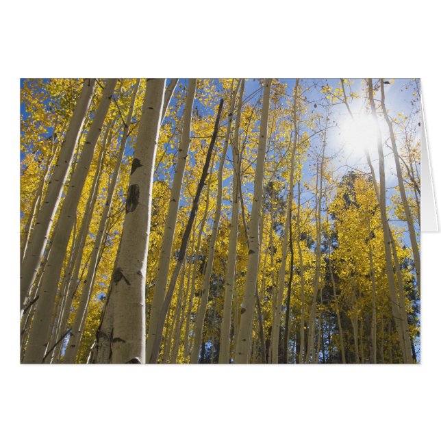 la lumière à travers la (Devant horizontal)