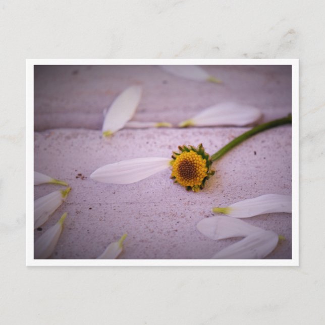 "La Margaret a dit : OUI !" carte postale (Devant)