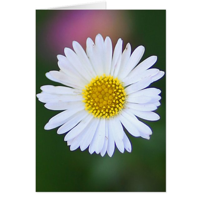 La marguerite dans le jardin (Devant)
