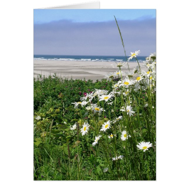 "La marguerite estivale" (Devant)