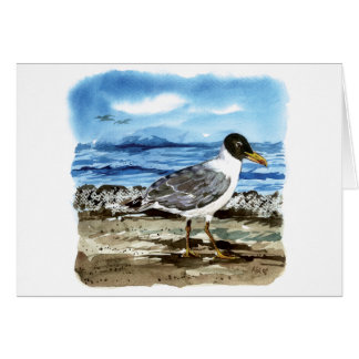 La mouette de Pallas