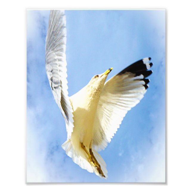 La Mouette grise sur la plage Photographie d'oisea (Devant)