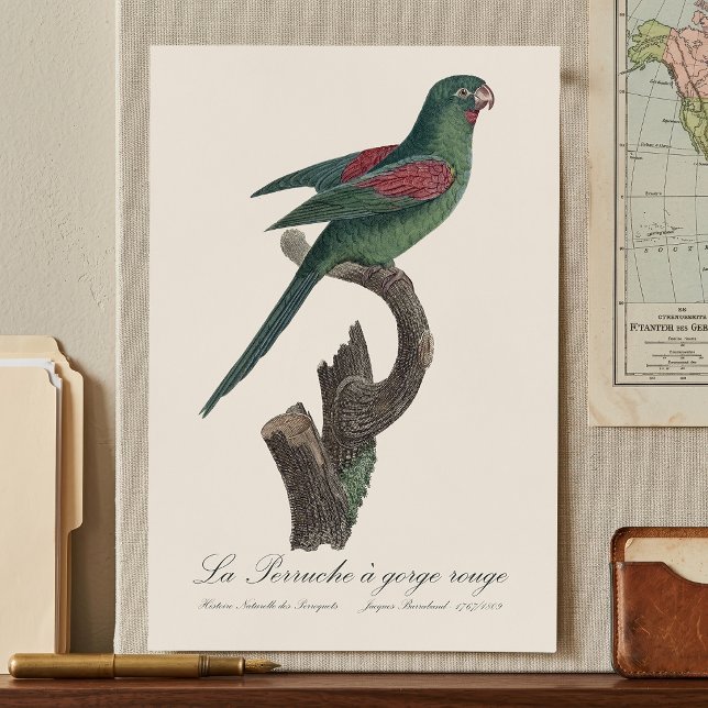 La Perruche a gorge rouge Poster (Orange-Chinned Parakeet, Brotogeris jugularis. Poster)