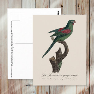 La Perruche a gorge rouge Postkarte