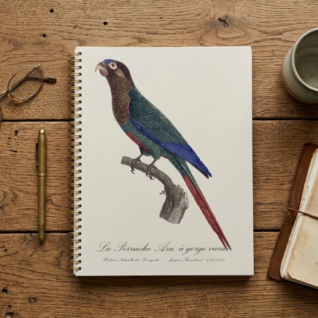 La Perruche Ara, eine Schlucht Planer (The Painted Parakeet, Pyrrhura Picta. Planner)