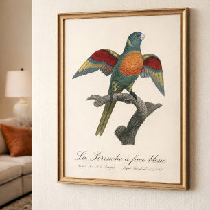 La Perruche, ein Bleistift Fotodruck