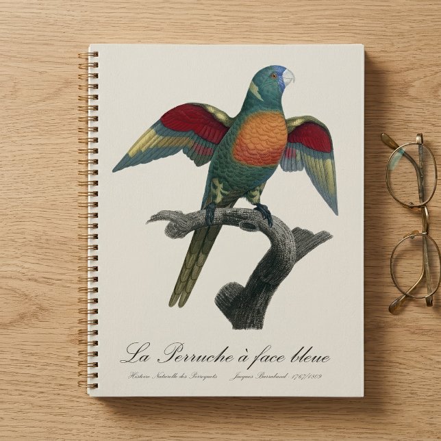 La Perruche, ein Bleistift Planer (Coconut Lorikeet, Trichoglossus haematodus. Planner)