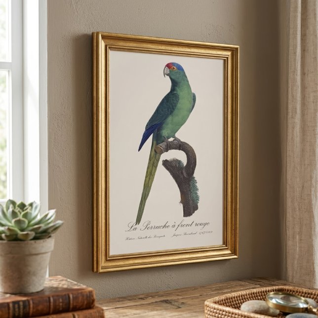 La Perruche - eine Vorfahrt Fotodruck (Orange-Fronted Parakeet, Eupsittula Canicularis. Photo Print)