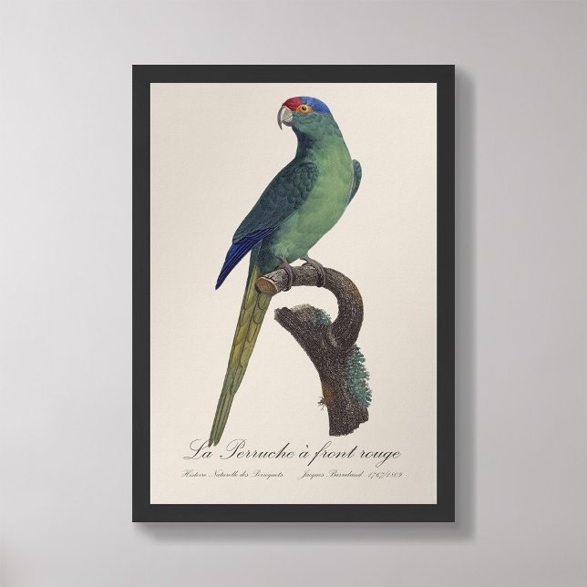 La Perruche - eine Vorfahrt Fotodruck (Von Creator hochgeladen)