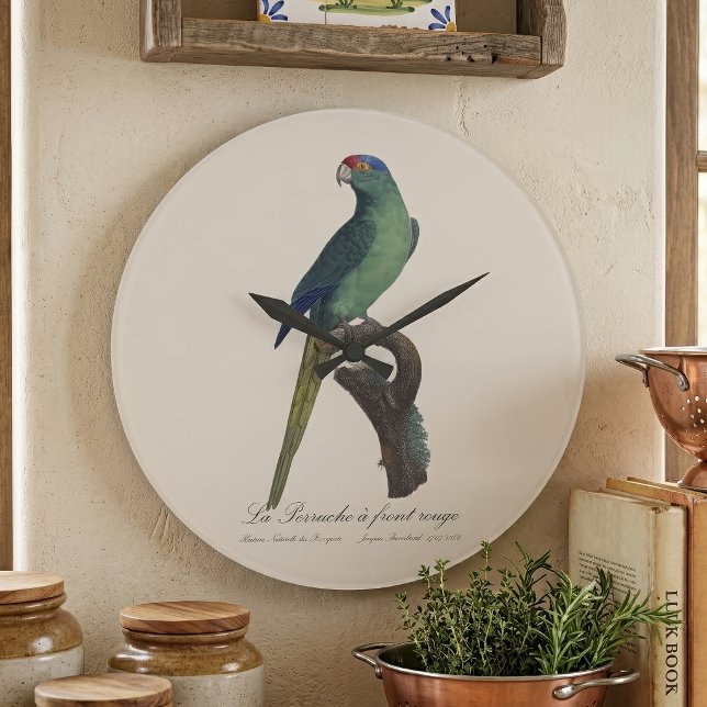 La Perruche - eine Vorfahrt Große Wanduhr (Orange-Fronted Parakeet, Eupsittula Canicularis. Large Clock)