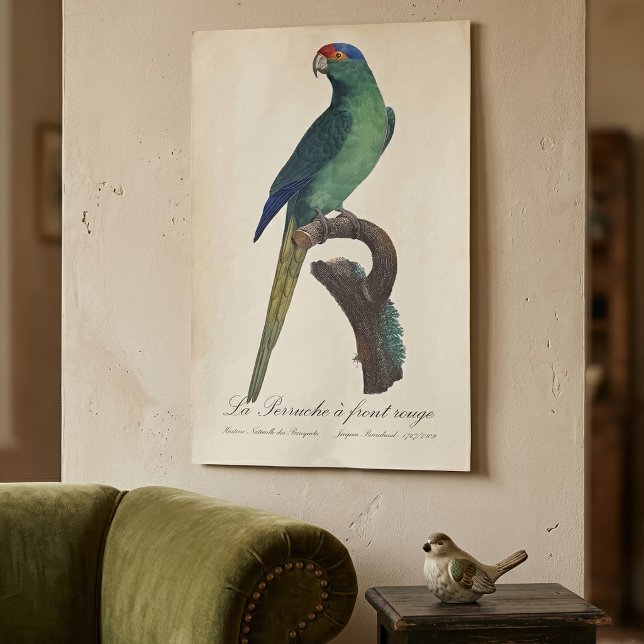 La Perruche - eine Vorfahrt Poster (Orange-Fronted Parakeet, Eupsittula Canicularis. Poster )