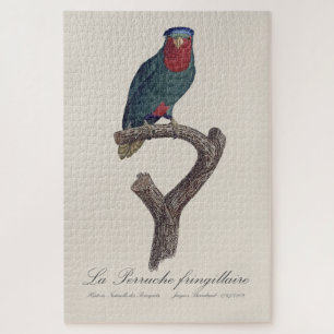 La Perruche fringillaire