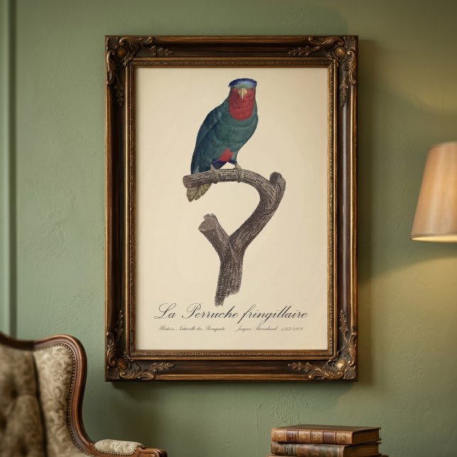 La Perruche fringillaire Fotodruck (Blue-Crowned Lorikeet, Vini Australis. Photo Print)