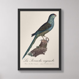 La Perruche ingambe Fotodruck