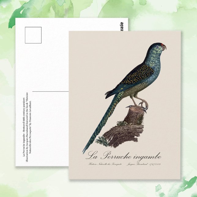 La Perruche ingambe Postkarte (Ground Parrot or Swamp Parrot, Pezoporus Wallicus. Postcard)