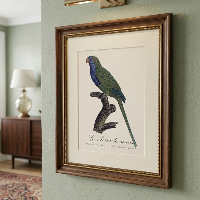 La Perruche souris / Monk Parakeet Fotodruck (Monk Parakeet or Monk Parrot, Myiopsitta Monachus. Photo Print)