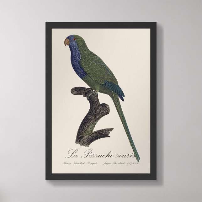 La Perruche souris / Monk Parakeet Fotodruck (Von Creator hochgeladen)