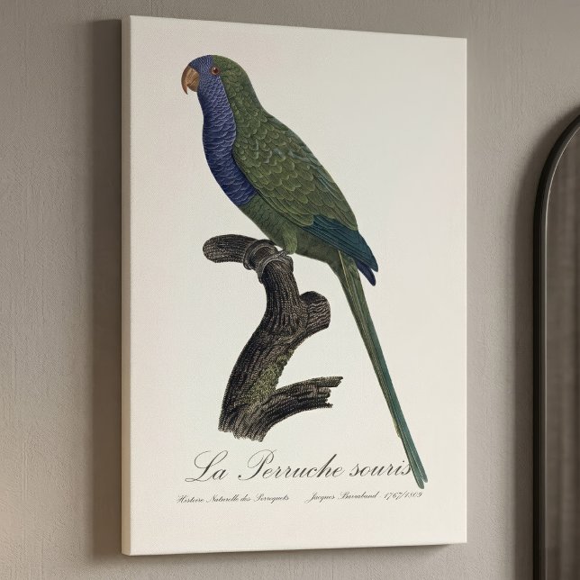 La Perruche souris / Monk Parakeet Leinwanddruck (Monk Parakeet or Monk Parrot, Myiopsitta Monachus. Canvas Print)