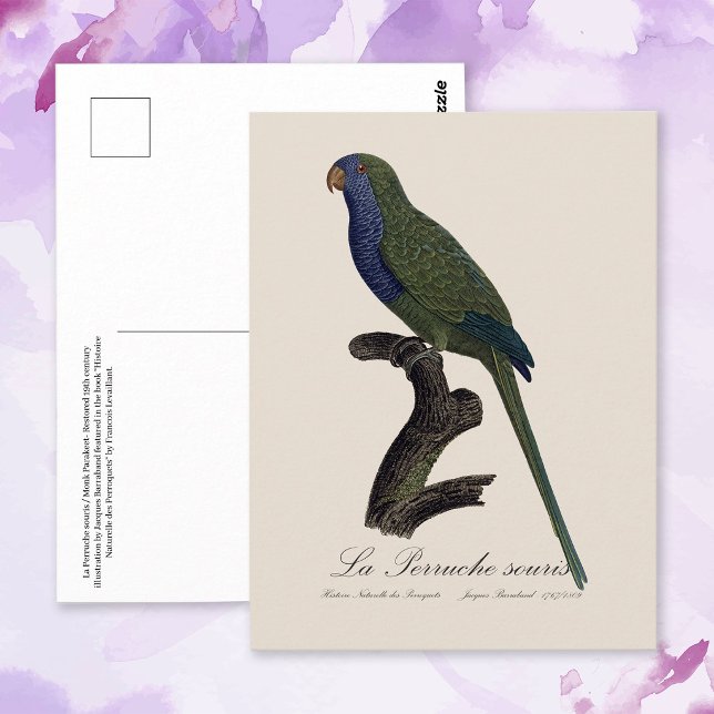 La Perruche souris / Monk Parakeet Postkarte (Monk Parakeet or Monk Parrot, Myiopsitta Monachus. Postcard)