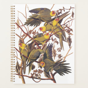 La perruque de Caroline d'Audubon