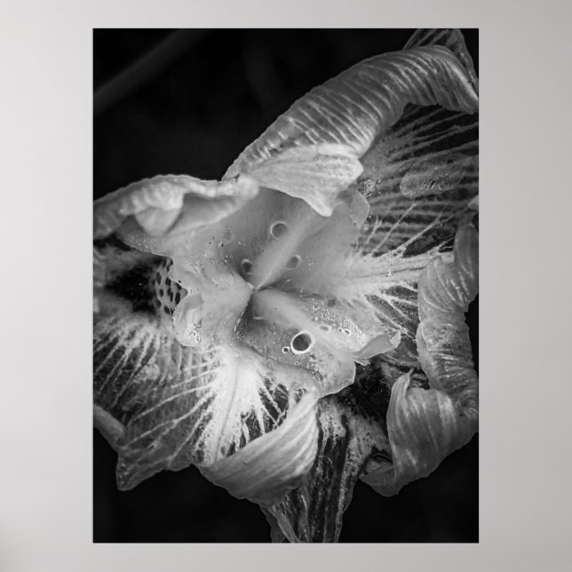 La Pluie Noir - Lily, transparent Poster (Vorne)