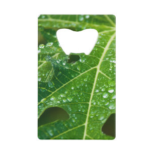 La pluie tombe sur la feuille de Papaya vert tropi