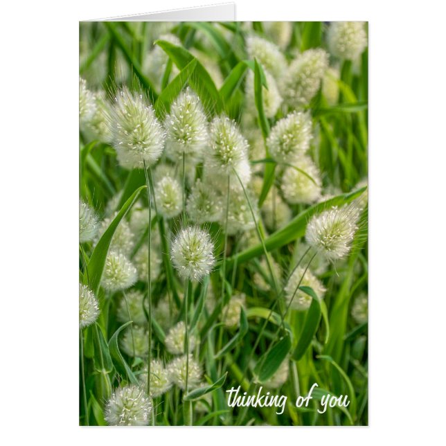 la queue de lapin floue plante (Devant)