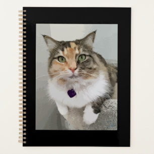 La Reine Calico Peinte