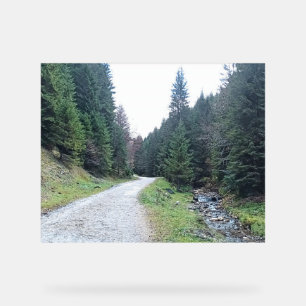 La route entre les pins - Wild Nature Romania