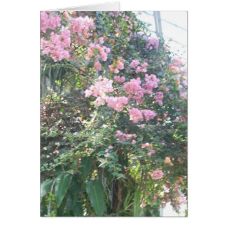 La serre chaude fleurit huit