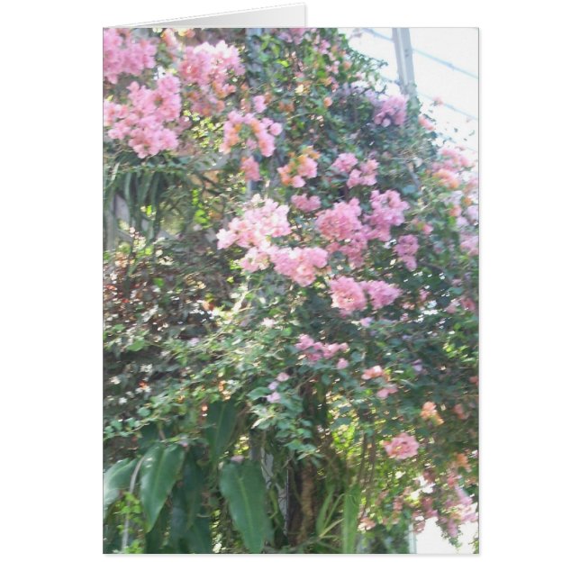 La serre chaude fleurit huit (Devant)