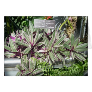 La serre chaude fleurit onze