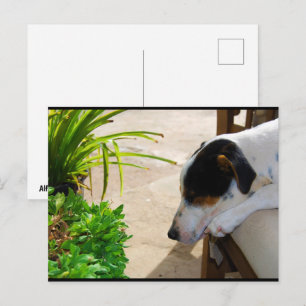 La Siesta del Ratonero Postkarte