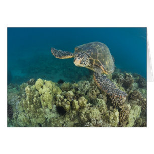 La tortue verte, (Chelonia mydas), est la 2