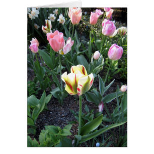 La tulipe se tiennent dans la foule