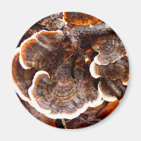La Turquie Tails Magnet de champignons