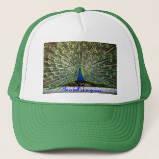 La vie de casquette de paon est pleine des