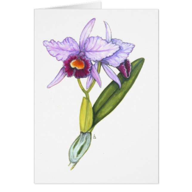 Labiata de Cattleya (Devant)