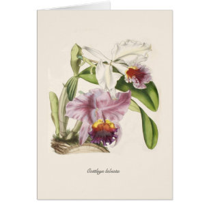Labiata de Cattleya