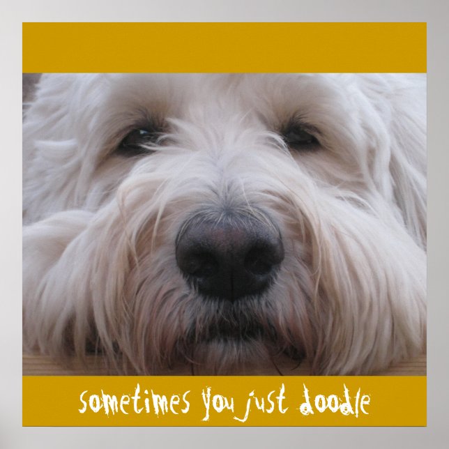 Labradoodle-Gedanken Poster (Vorne)