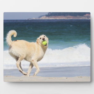 Labradoodle - Happy Day on Beach Fotoplatte