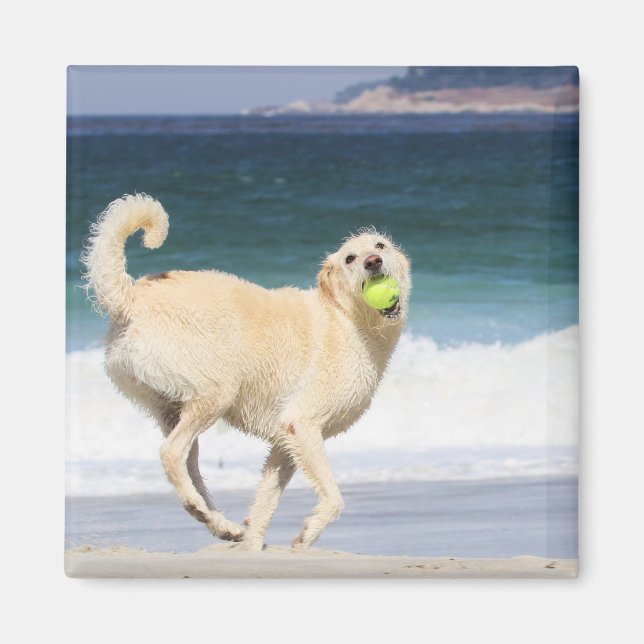 Labradoodle - Happy Day on Beach Magnet (Vorne)