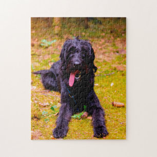 Labradoodle Hund.