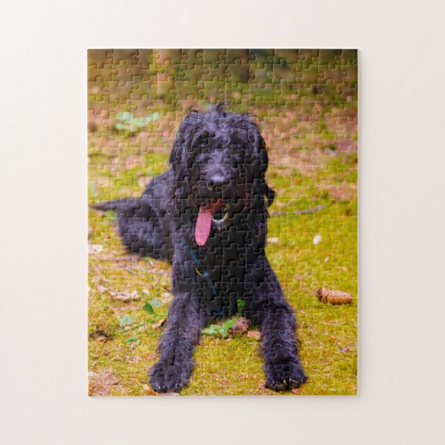 Labradoodle Hund. (Vertikal)
