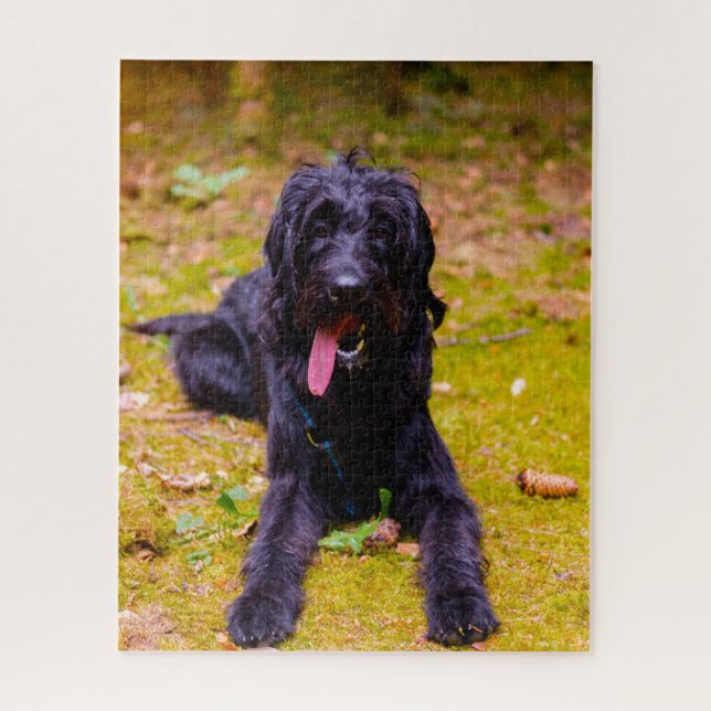 Labradoodle Hund. (Vertikal)