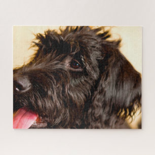 Labradoodle Hund.