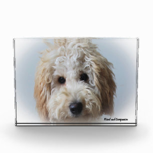 Labradoodle-Hund. Fotoblock