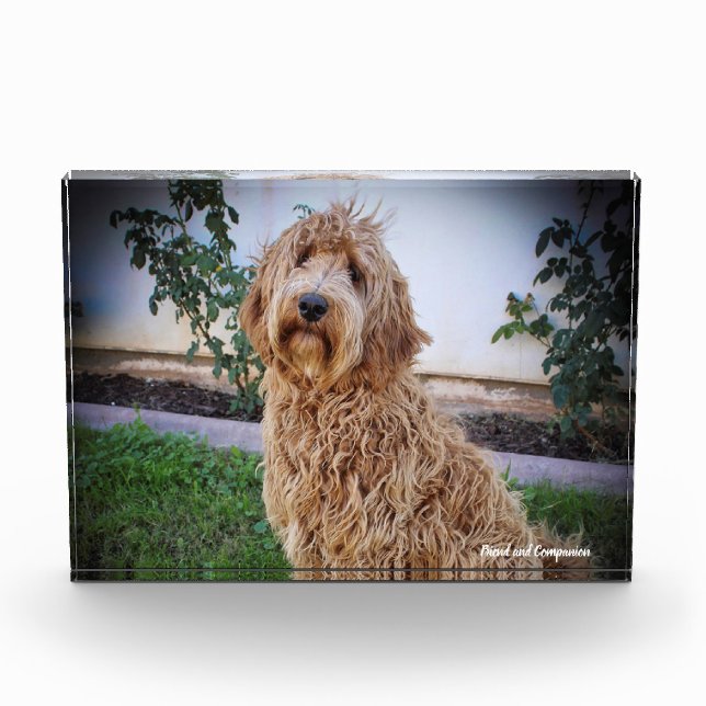 Labradoodle Hund. Fotoblock (Vorderseite)