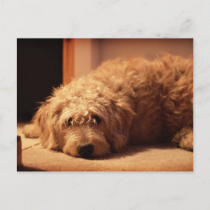 Labradoodle Hund sieht traurig aus Postkarte